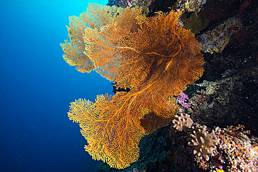 巨大,海扇,柳珊瑚目,珊瑚,太平洋,帕劳,大洋洲