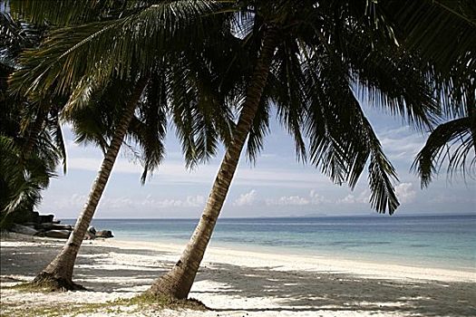 棕榈树,海滩,马来西亚