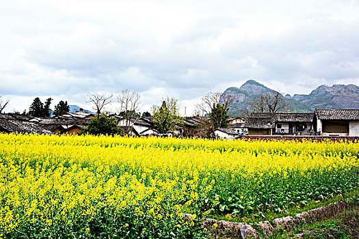 连平,乡村,油菜花,小屋