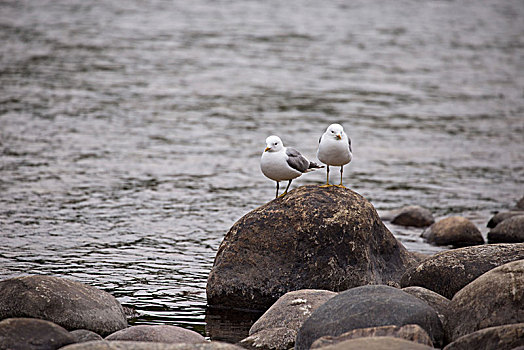 海鸥,石头,拉普兰,芬兰