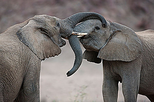 非洲象,幼小,雄性动物,打闹,骷髅海岸,纳米布沙漠,纳米比亚