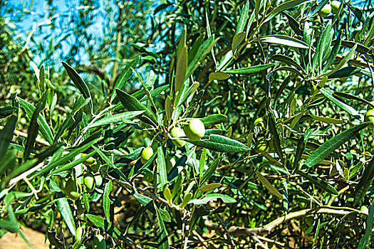 橄榄树,希腊,郊外