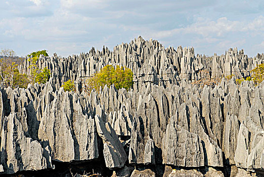石头,树林,石灰石,世界遗产,马达加斯加,非洲