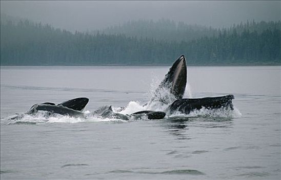 驼背鲸,大翅鲸属,鲸鱼,群,合作,青鱼,鱼群,东南阿拉斯加