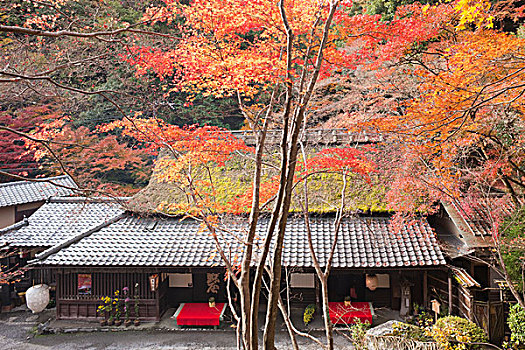 秋色,京都,日本