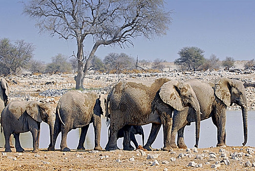 非洲象,水潭,埃托沙国家公园,纳米比亚