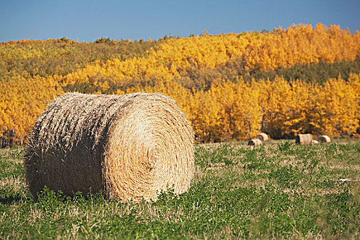 干草包,秋色,艾伯塔省,加拿大