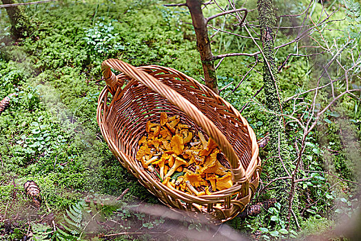 篮子,蘑菇,鸡油菌,林中地面