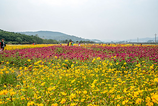 百日菊,硫华菊－花海