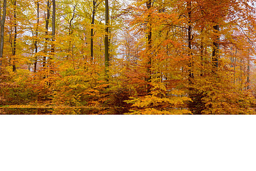 乡间小路,山毛榉,树林,秋天,施佩萨特,巴伐利亚,德国