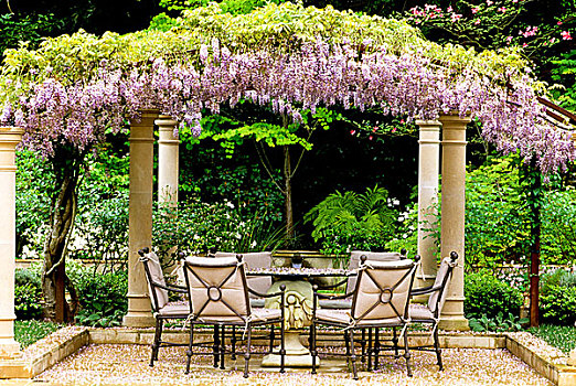 花园,桌子,椅子,内庭,遮盖,紫藤