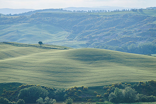 意大利托斯卡纳田园风光和起伏的山丘草坪
