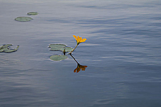 水中花