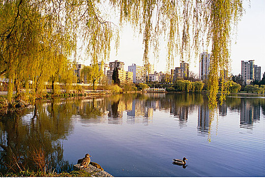 湖,城市,史坦利公园,温哥华,不列颠哥伦比亚省