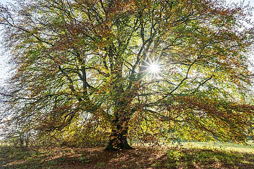 山毛榉,秋天,逆光,太阳,星,生物保护区,巴伐利亚,德国,欧洲