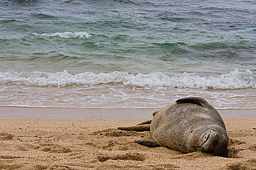 夏威夷,僧海豹,睡觉,海滩,考艾岛
