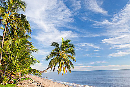 悬挂,棕榈树,海滩,靠近,昆士兰,澳大利亚