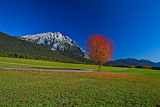 风景,樱桃树,奥地利