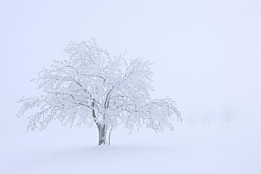 树,遮盖,白霜,雪,巴登符腾堡,德国,欧洲