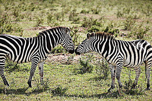 两个,斑马,面对面,马赛马拉,肯尼亚,非洲