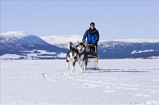 狗,冰,瑞典