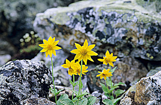 黄色,山金车属,花,幽鹤国家公园,不列颠哥伦比亚省,加拿大