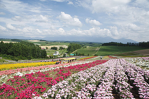 花圃,美瑛,北海道,日本