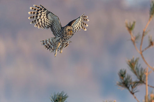 雪地里飞翔的长尾林鸮