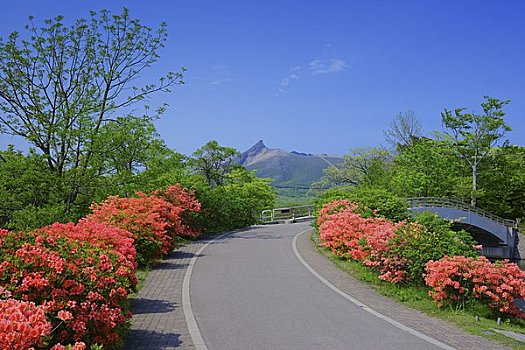 花,杜鹃花,公园,山