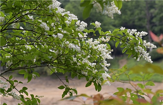 小蜡花