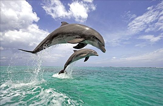 普通,宽吻海豚,一对,成年,跳跃,室外,水,加勒比海,洪都拉斯,中美洲
