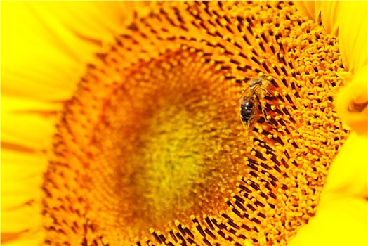 向日葵,头部,特写,蜜蜂