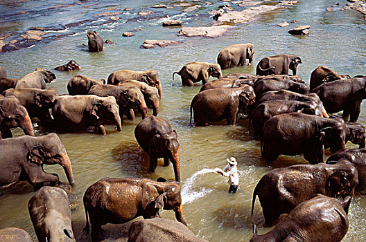 品纳维拉,大象孤儿院,沐浴