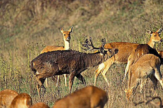 赤鹿,鹿属,鹿,雄性,吼叫