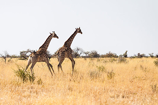 长颈鹿,跑,大草原,埃托沙国家公园,纳米比亚,非洲