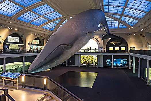 蓝鲸,模型,美国自然历史博物馆,纽约