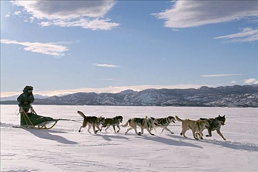 狗队,狗拉雪橇,冰冻,育空地区,加拿大