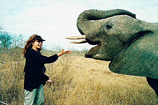 女人,喂食,大象,南非