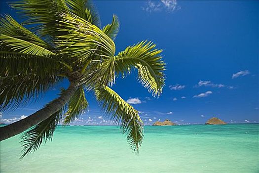 夏威夷,瓦胡岛,棕榈树,上方,青绿色,海洋,背景