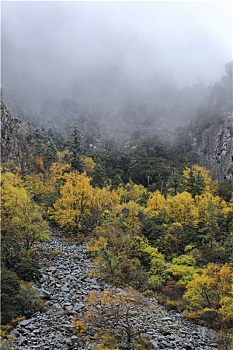 中国四川阿坝州茂县奶子沟秋色彩林风景