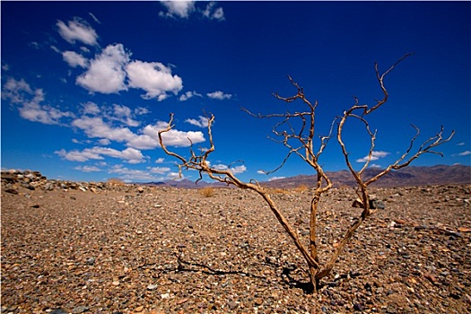 死亡谷国家公园,加利福尼亚,干燥,枝条