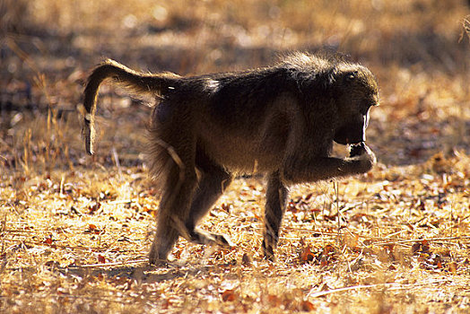 博茨瓦纳,奥卡万戈三角洲,莫瑞米,野生动植物保护区,南非大狒狒,吃
