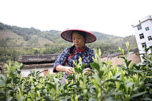 松阳茶场