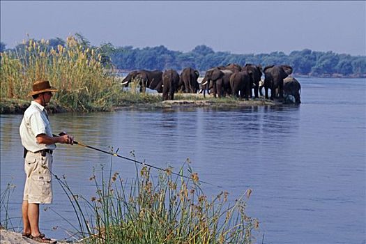 赞比亚,赞比西河下游国家公园,飞钓,虎,鱼,赞比西河,背景,大象,岛屿