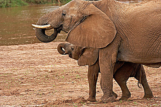 非洲象,幼兽,饮用水,马赛马拉,公园,肯尼亚