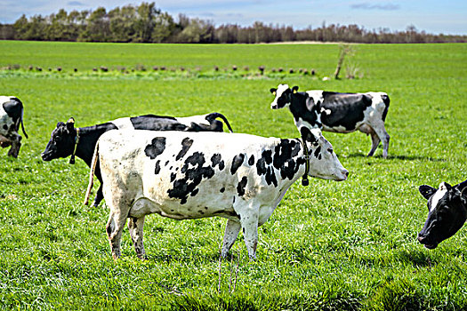 白色,母牛,黑色,斑点,放牧,地点,春天