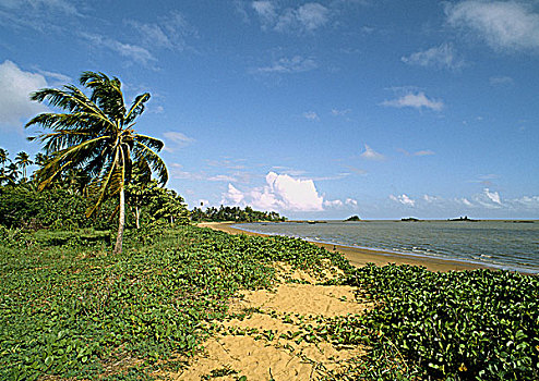 圭亚那,海滩,海边