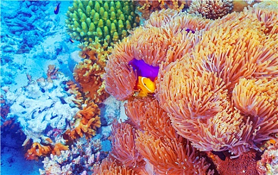 小丑鱼,靠近,彩色,珊瑚