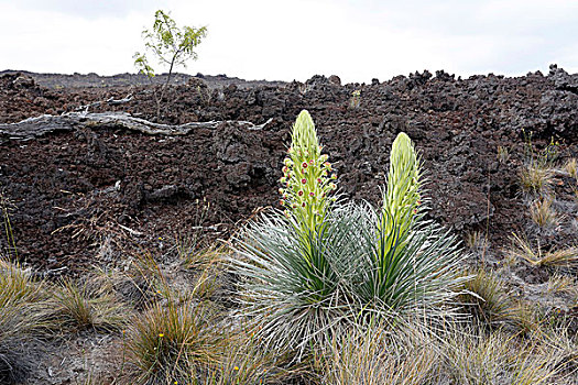 花,夏威夷火山国家公园,夏威夷大岛,美国