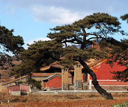 河北清西陵古松